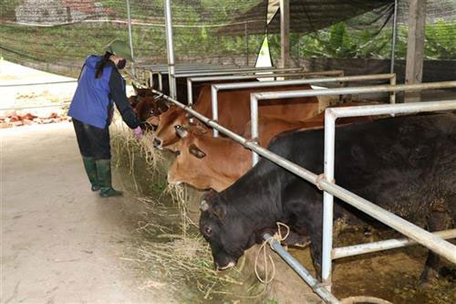 Yên Bái: Hiệu quả kinh tế cao từ mô hình VAC