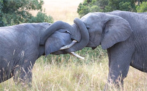 Ảnh đẹp: Voi đánh nhau giành quyền giao phối