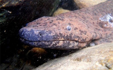 Phát hiện loài động vật lưỡng cư lớn nhất thế giới