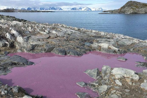 Bí ẩn ao nước màu tím ở Nam Cực