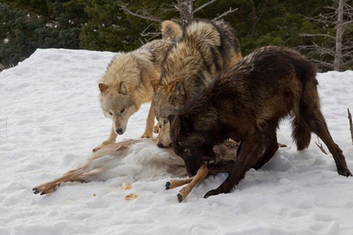 Cuộc chiến đẫm máu giữa gấu xám và đàn sói để tranh giành bữa ăn