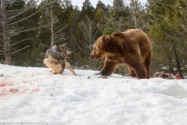 Cuộc chiến đẫm máu giữa gấu xám và đàn sói để tranh giành bữa ăn - 3