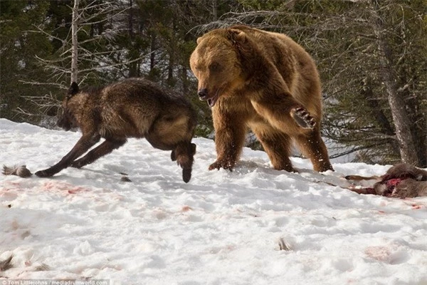 Cuộc chiến đẫm máu giữa gấu xám và đàn sói để tranh giành bữa ăn - 5