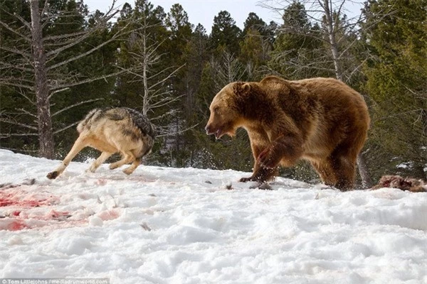 Cuộc chiến đẫm máu giữa gấu xám và đàn sói để tranh giành bữa ăn - 7