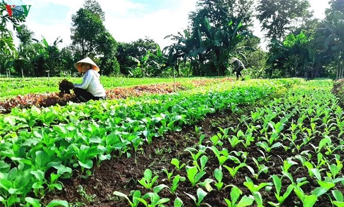 dak lak: ngay cang nhieu mo hinh khoi nghiep tu nong nghiep sach hinh 1