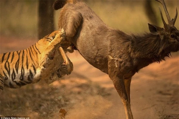 Hổ bị nai đá vào mặt trước khi để cho con mồi chạy thoát vào rừng