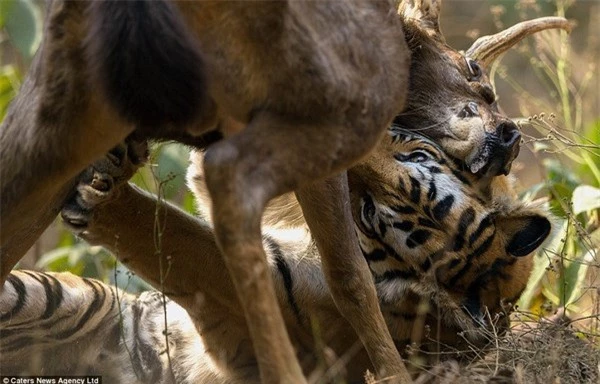 Mặc dù bị tấn công và cắt chặt vào cổ, con nai vẫn vùng vẫy để tìm cách thoát