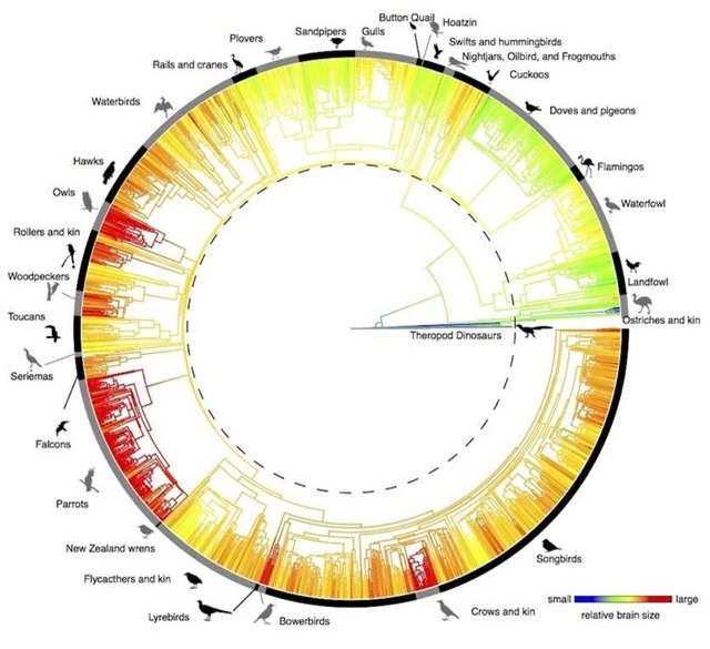 Loài chim đã tiến hóa bộ não lớn như thế nào? - 2