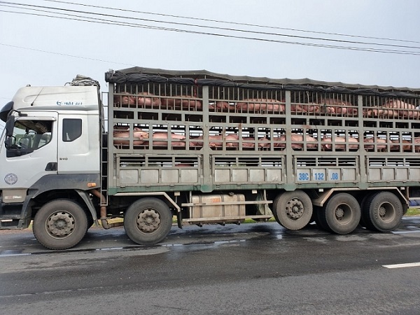 Chặn đứng 2 ô tô chở gần 350 con lợn không rõ nguồn gốc đi tiêu thụ
