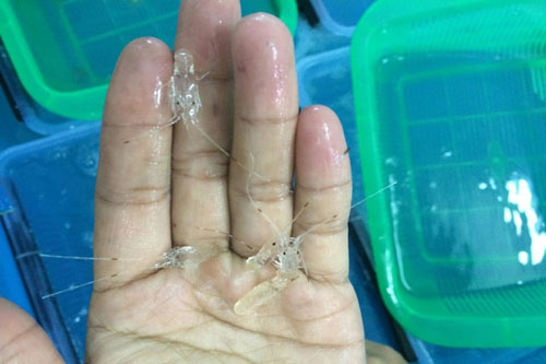 Nghề “săn” tôm hùm giống kiếm bạc triệu/ngày của ngư dân miền Trung