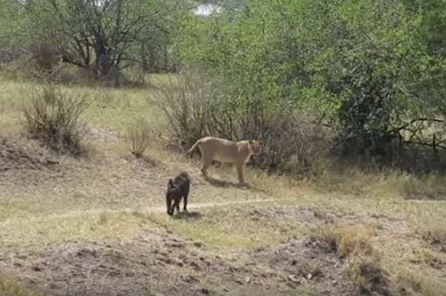 CLIP: Khỉ đầu chó đối đầu sư tử và cái kết