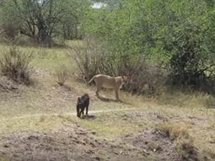 CLIP: Khỉ đầu chó đối đầu sư tử và cái kết