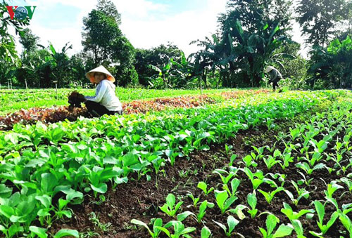 Đắk Lắk: Ngày càng nhiều mô hình khởi nghiệp từ nông nghiệp sạch