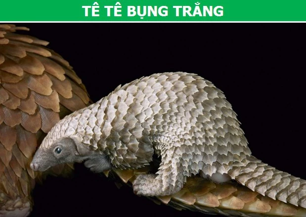 Tê tê bụng trắng