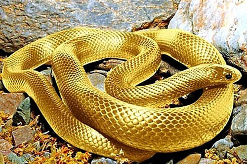 Rắn đã có chân sau từ khoảng 70 triệu năm trước