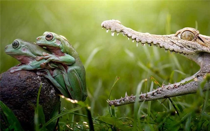 Cặp ếch tập trung giao phối mà không hề e sợ chúng sắp trở thành bữa ăn của một con cá sấu. Cảnh tượng được chụp bởi nhiếp ảnh gia Fahmi Bhs.