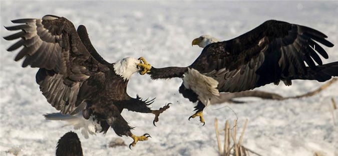 Ảnh đẹp: Đại bàng không chiến giành thức ăn