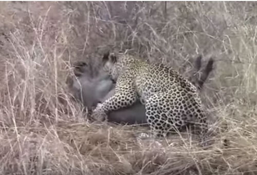 CLIP: Linh cẩu "giải cứu" lợn bướu thoát khỏi nanh vuốt của báo hoa mai