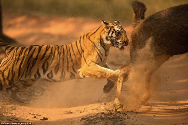 Hổ đuổi theo con nai trước khi vồ con mồi