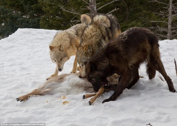 Đàn sói đang thưởng thức bữa ăn sau chuyến đi săn