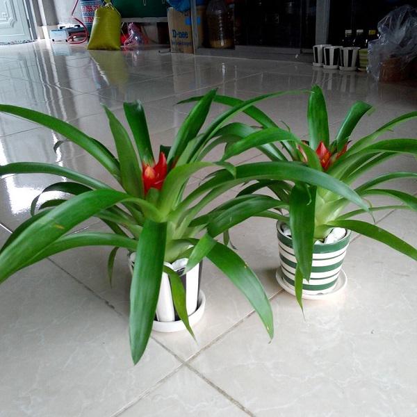 Trồng cây phong thủy theo tuổi có thể giúp 12 con giáp gặp may cả năm, tài lộc đầy nhà