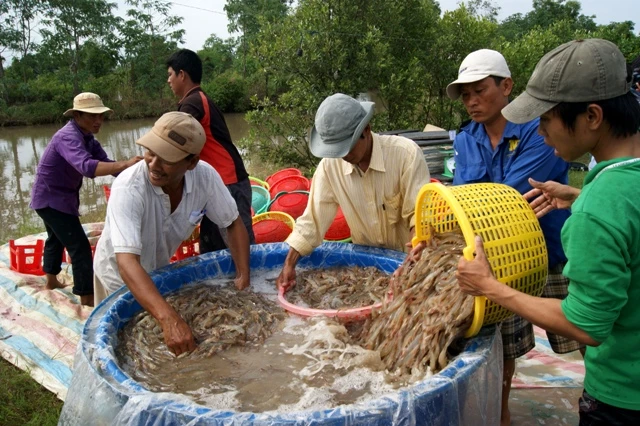 Cà Mau ưu tiên cho các doanh nghiệp vay để thu mua nguyên liệu thủy sản tạm trữ.