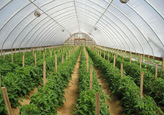 TP.HCM: Khuyến khích xây dựng hợp tác xã ứng dụng công nghệ cao 