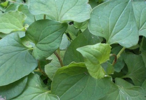 Rau diếp cá chống lão hóa, trị mụn trứng cá hiệu quả