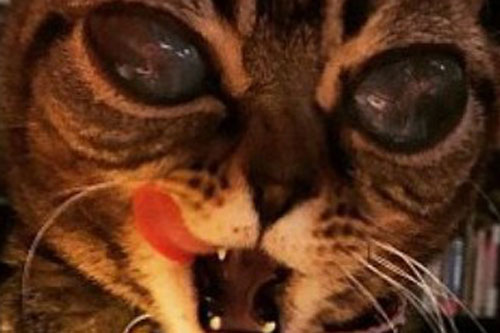 "Choáng" với đôi mắt đáng sợ của "mèo ngoài hành tinh"