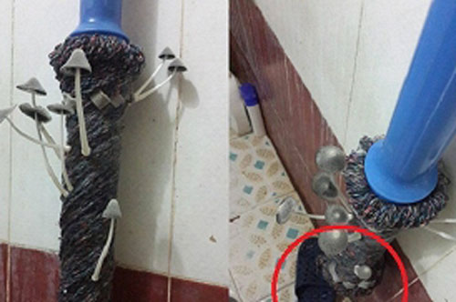 Sang thăm bạn gái, chàng trai "rợn người" khi thấy cây chổi lau nhà mọc lên thứ không ngờ