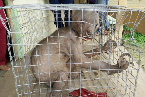 Kỳ lạ gấu chó có hình thù như người ngoài hành tinh