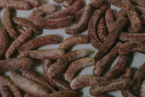 "Thần dược" trị đau lưng nhìn đâu cũng thấy "hiệu quả hơn tới bác sĩ" nhưng chẳng mấy người biết để tận dụng