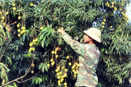 Hưng Yên: Làm giàu trên ‘đất nhãn’ nhờ trồng vải VietGAP