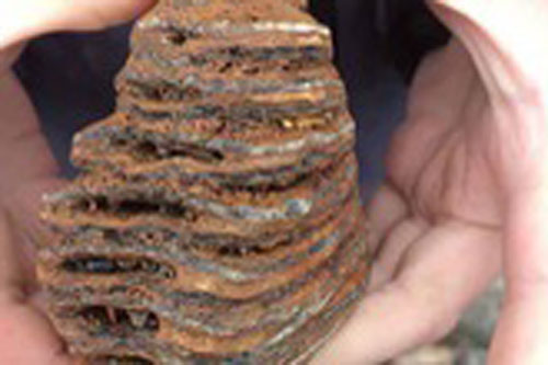 Bé trai 8 tuổi phát hiện sinh vật từ kỷ băng hà