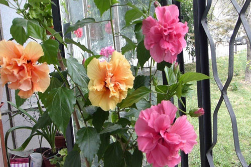 CLIP: Hướng dẫn ghép cây hoa dâm bụt nhiều màu sắc