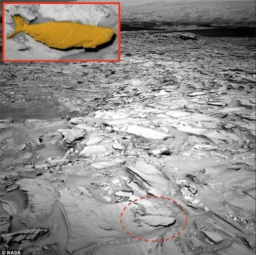 Phát hiện vỏ sò trên sao Hỏa - 3