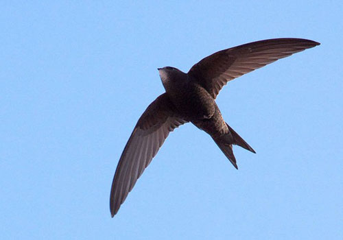 Loài chim “độc nhất vô nhị” có thể bay 10 tháng không cần hạ cánh