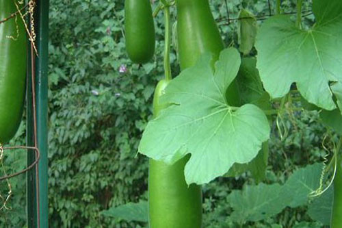 Sai lầm 'chết người' cần tránh khi giảm cân bằng bí đao