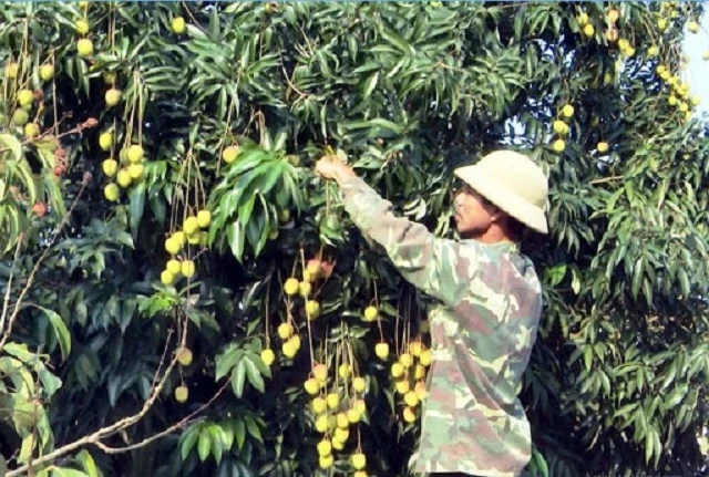 Huyện Phù Cừ khuyến khích thành lập các HTX, tổ hợp tác sản xuất vải (Ảnh: Tư liệu)