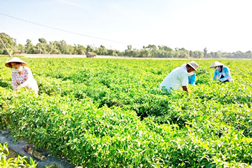 Trà Vinh: Nông dân 'lãi đậm' nhờ trồng ớt chỉ thiên