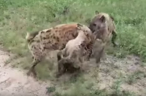 CLIP: Linh cẩu bị đồng loại cắn xé tơi tả