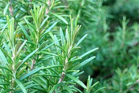 8 loại gia vị tăng dinh dưỡng cho món ăn