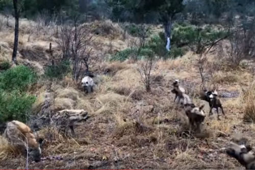 CLIP: Chó hoang đại chiến linh cẩu để giành thức ăn