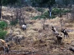 CLIP: Chó hoang đại chiến linh cẩu để giành thức ăn