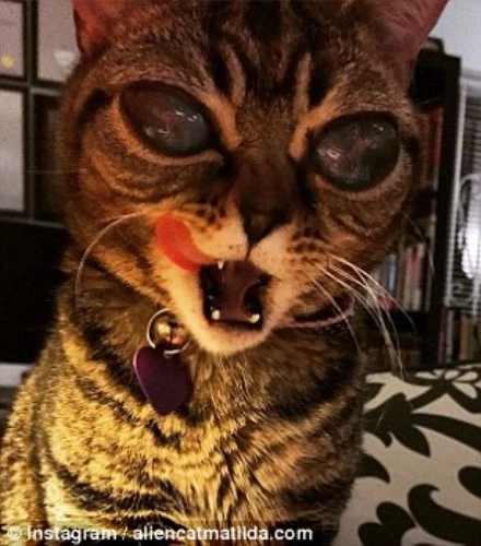 Cận cảnh đôi mắt đáng sợ của "mèo ngoài hành tinh".