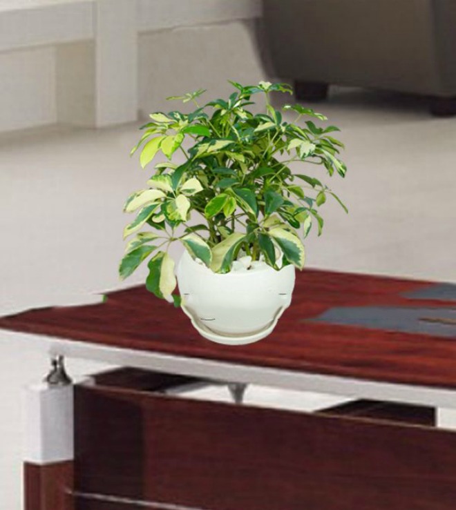 Ngũ gia bì: Loại cây "thần" xua đuổi muỗi, có thể giúp tài lộc của bạn thăng tiến