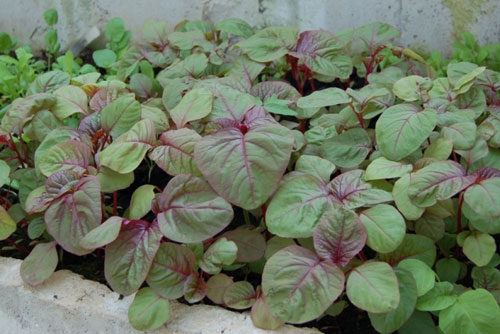 Ăn rau dền kiểu này cực tốt cho sức khỏe, vừa thanh lọc cơ thể lại ngăn ngừa ung thư