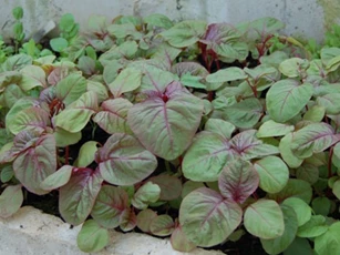 Ăn rau dền kiểu này cực tốt cho sức khỏe, vừa thanh lọc cơ thể lại ngăn ngừa ung thư