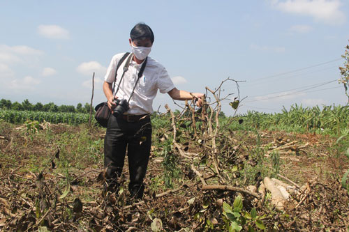 Phú Yên: “Vàng đen lao dốc", người dân lao đao