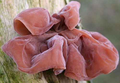 Cẩn thận với rau củ có thể gây độc